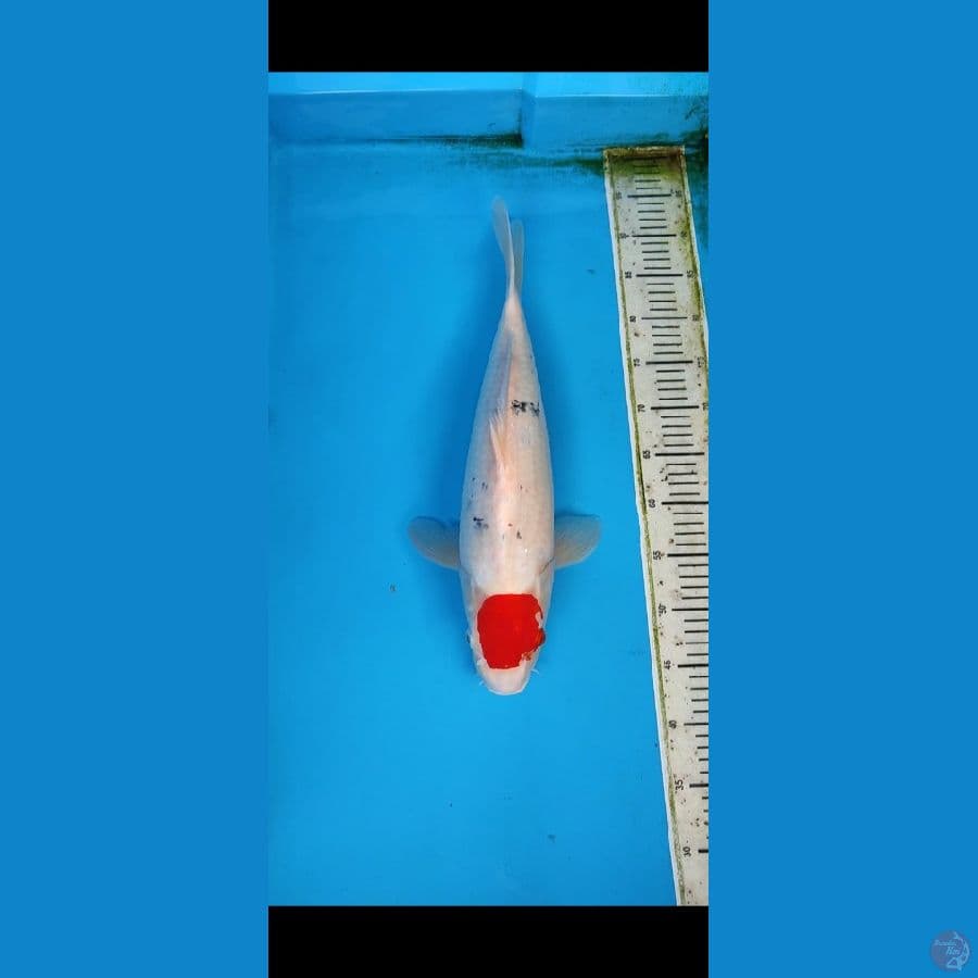 JUMBO TC SANKE 50CM ORIGINAL
