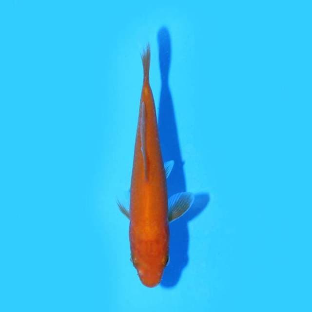 BENIGOI