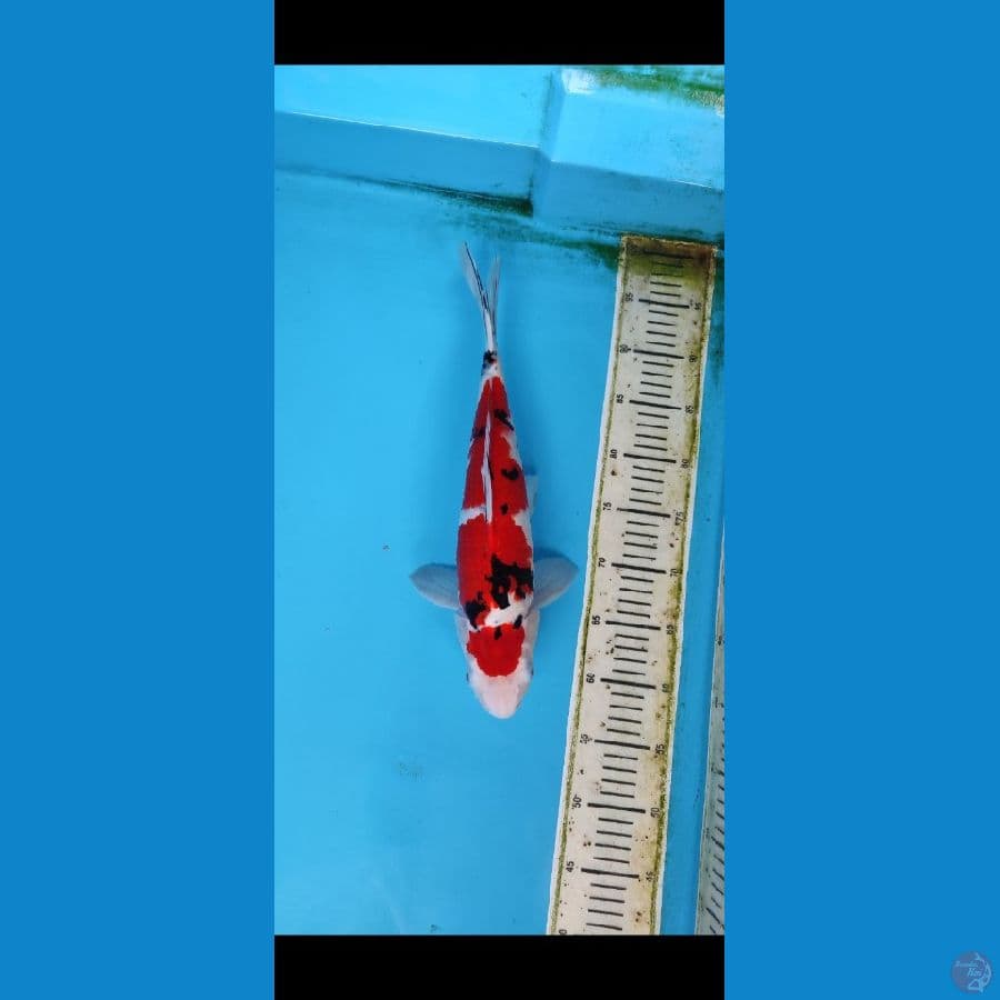 MARUTEN SANKE 38 CM MALE