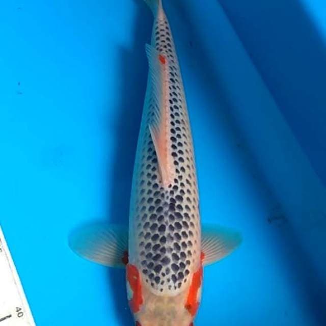 Asagi 35cm, F1, farm Ooya