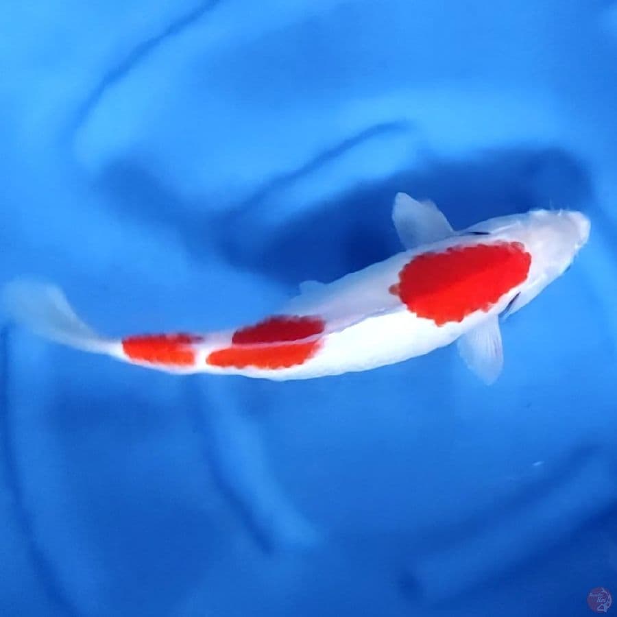 38CM # KOHAKU - F