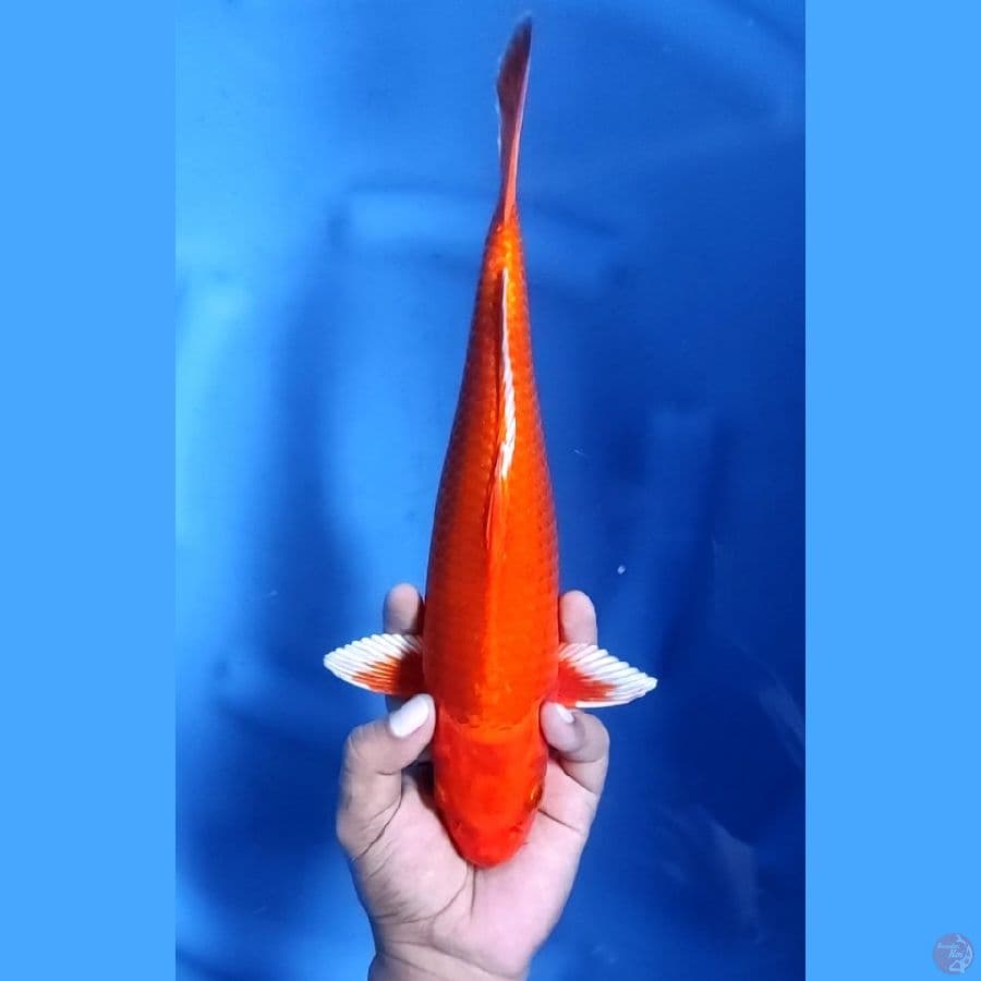 32CM # HAJIRO HIKARI - F