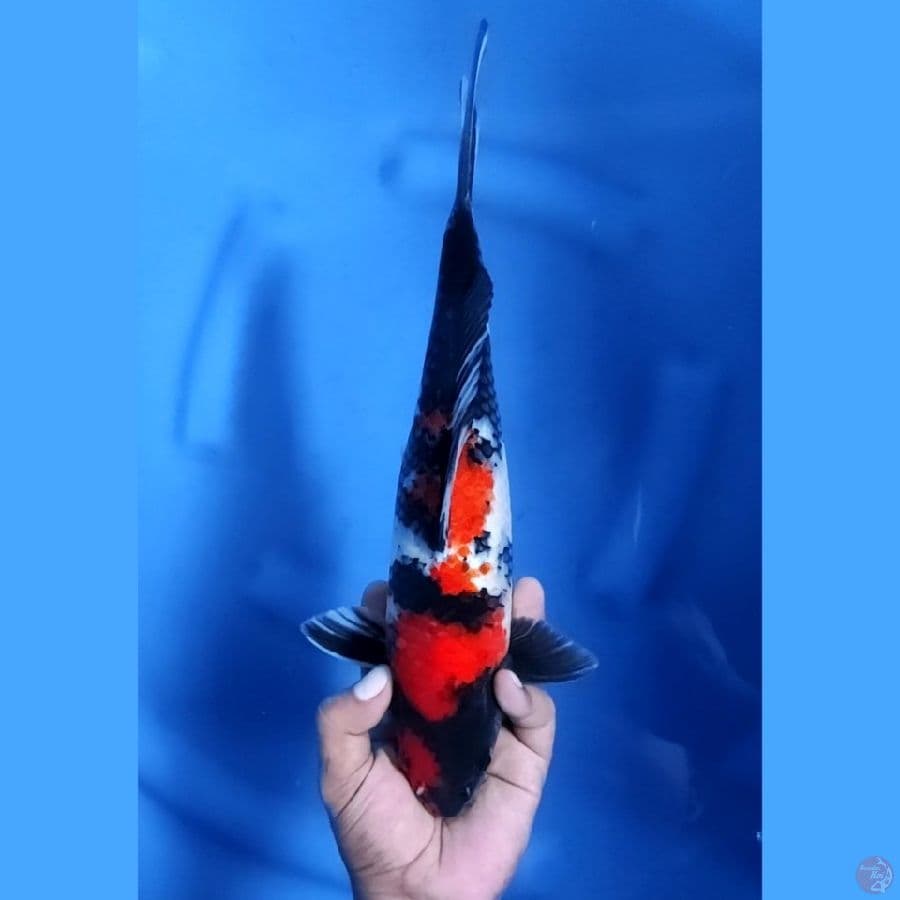 33CM # SHOWA - M