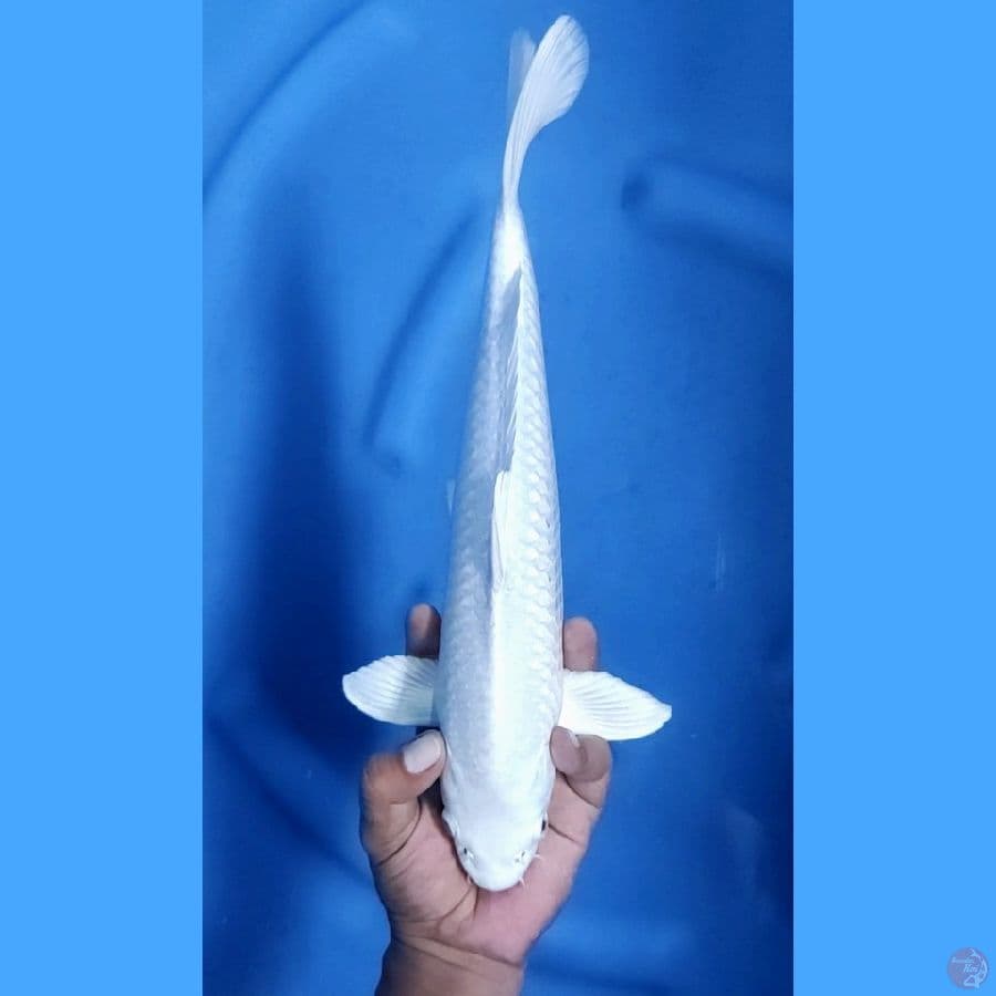 35CM # PLATINUM - M