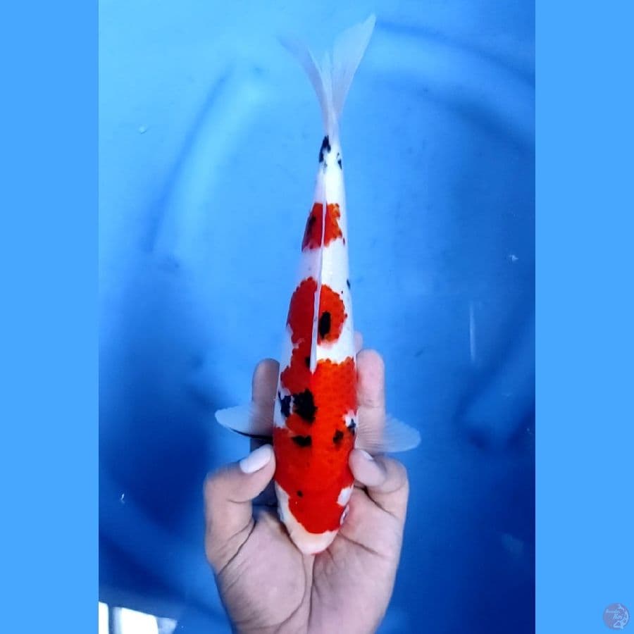 26CM # SANKE ORIGINAL - F