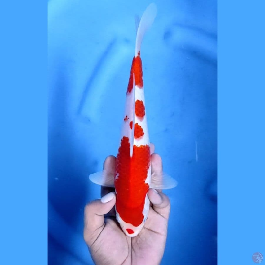 26CM # KUCIBENI KOHAKU - M