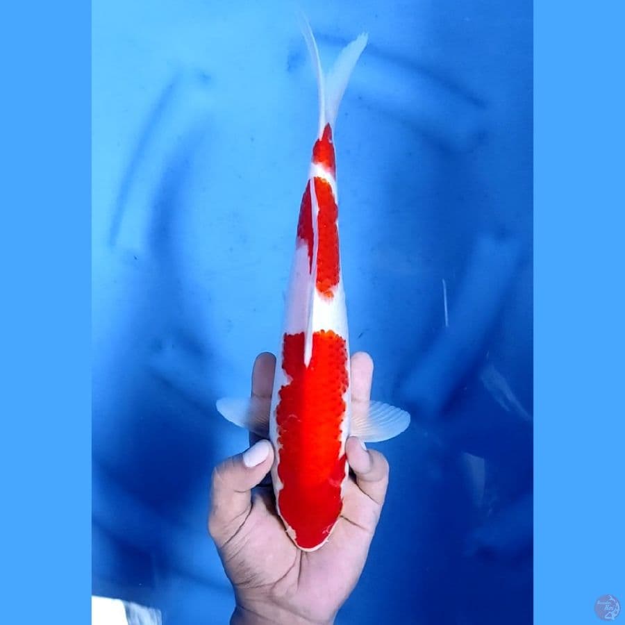 30CM # KOHAKU STRONG - F