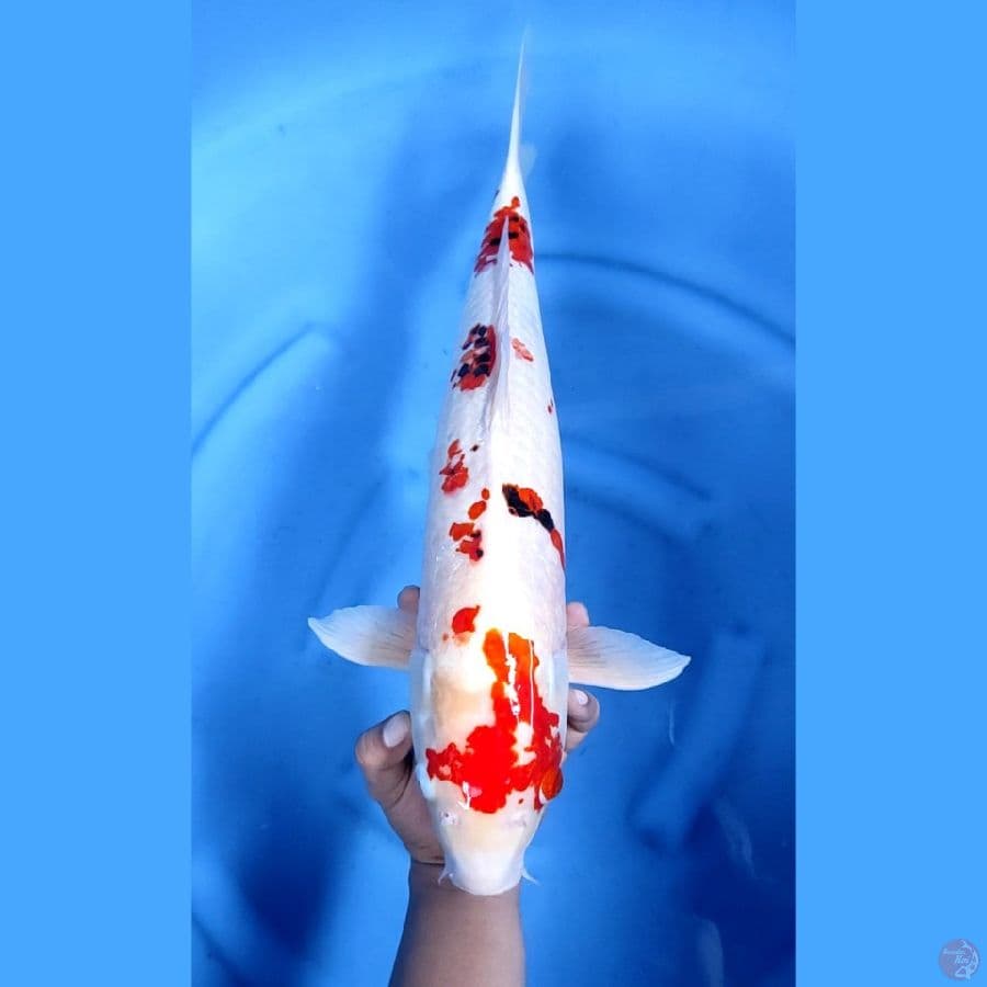 55CM # JUMBO SAKURA SANKE - F