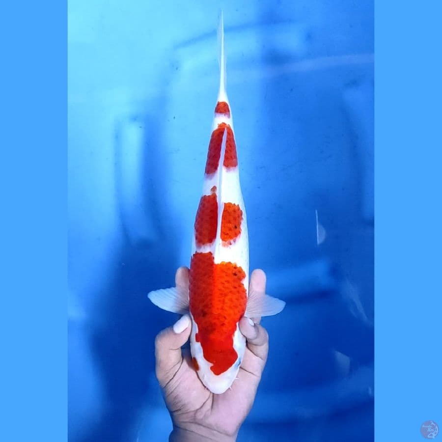 34CM # AI GOROMO - F