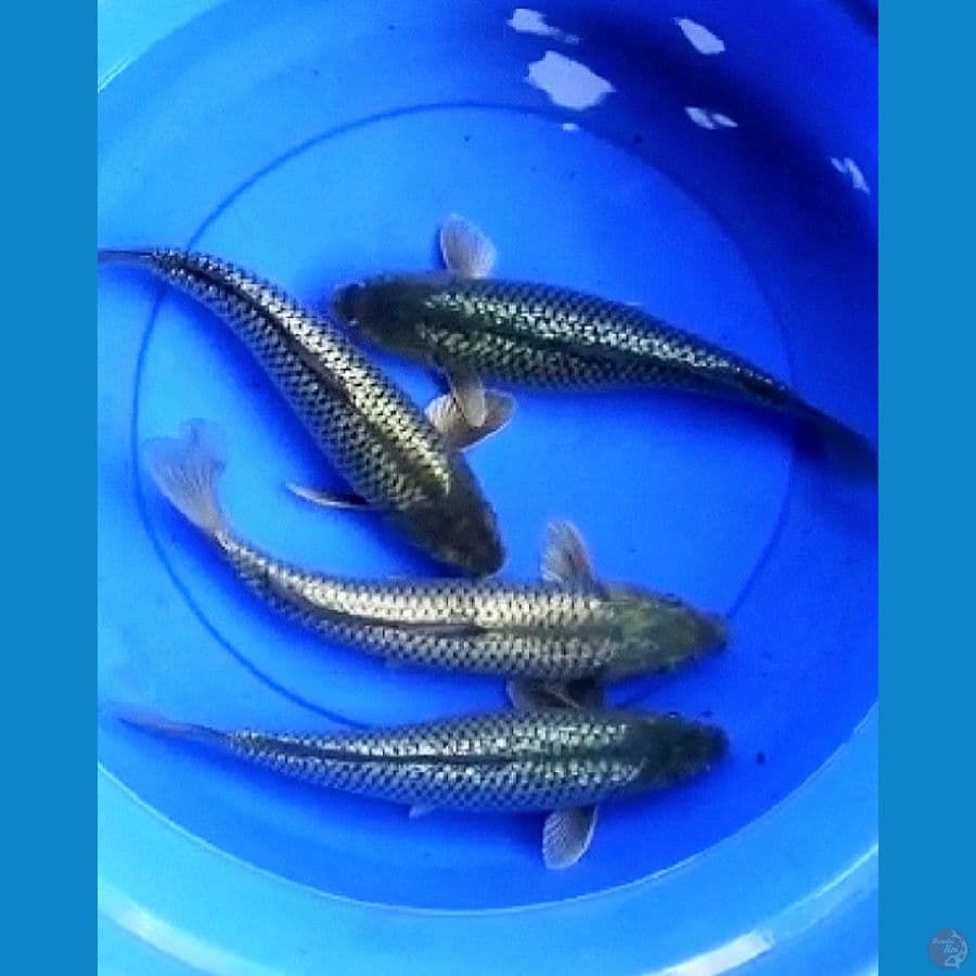 Paket 4 ekorBlackdiamond full ginrin 34 cm punuk bulky