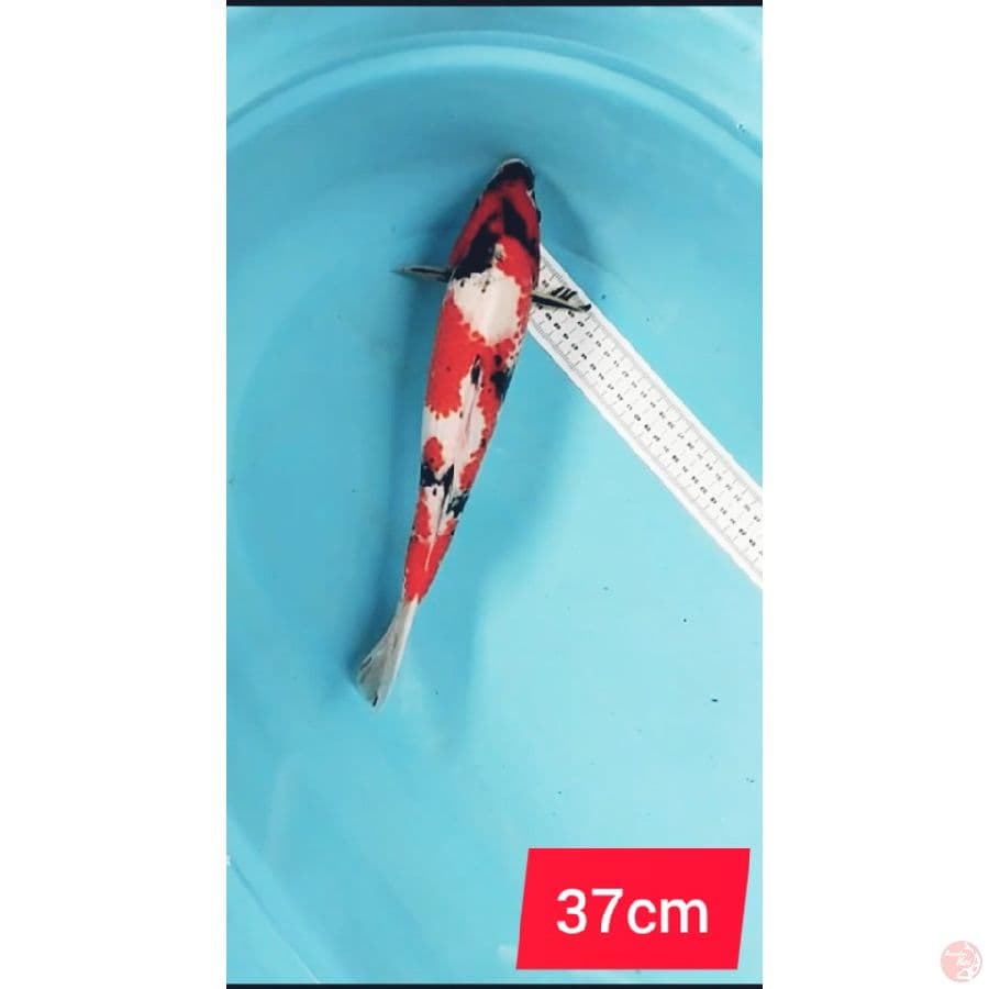 kanoko showa 37cm