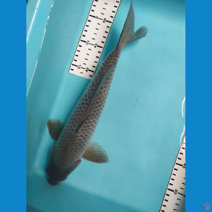 soragoi 34cm