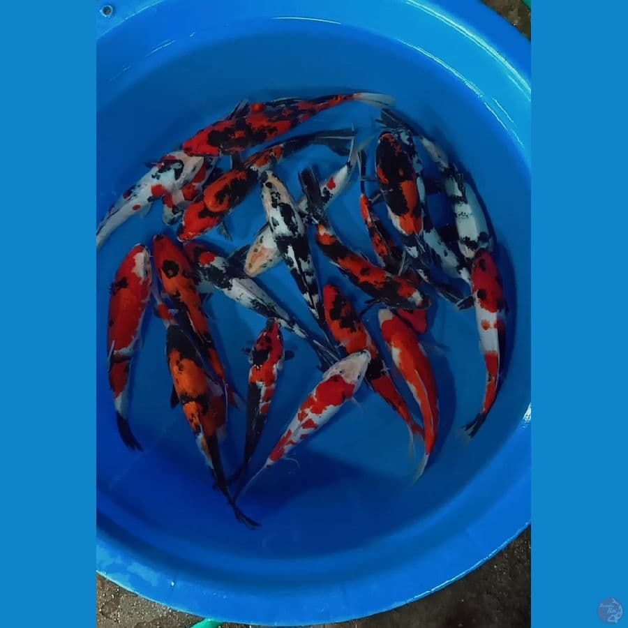 showa shiro 20 ekor 25 30 cm