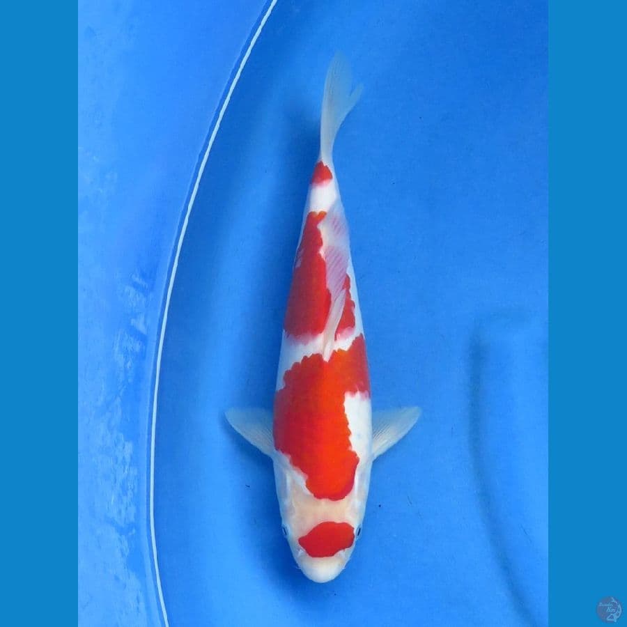 30cm F1 male Kohaku