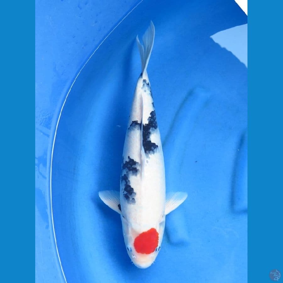 46cm Tancho Showa Putih