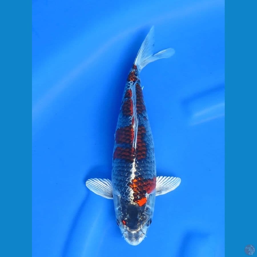 30cm beninginga