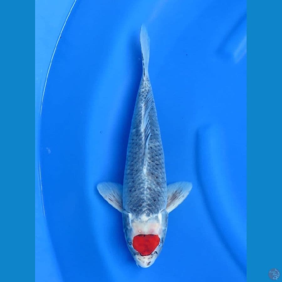 38cm Tancho Goshiki