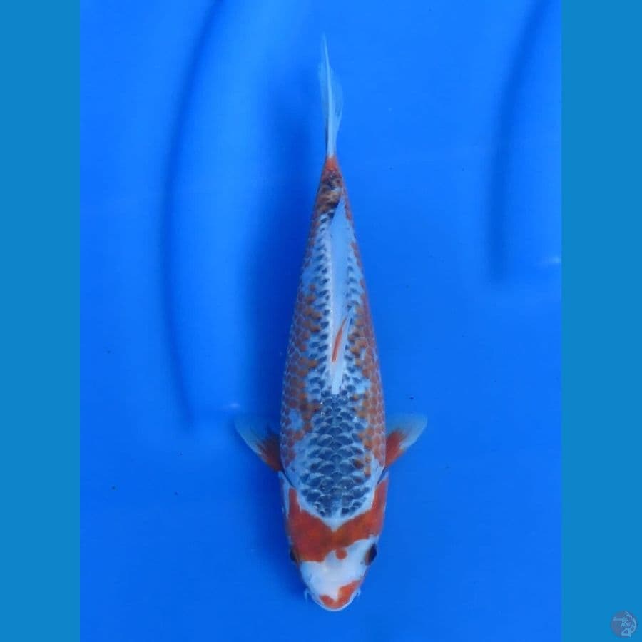 24cm Super Koleksi