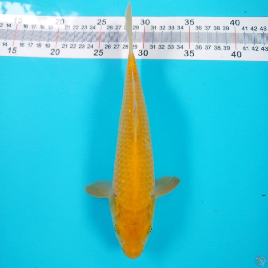KARASHI//24 CM