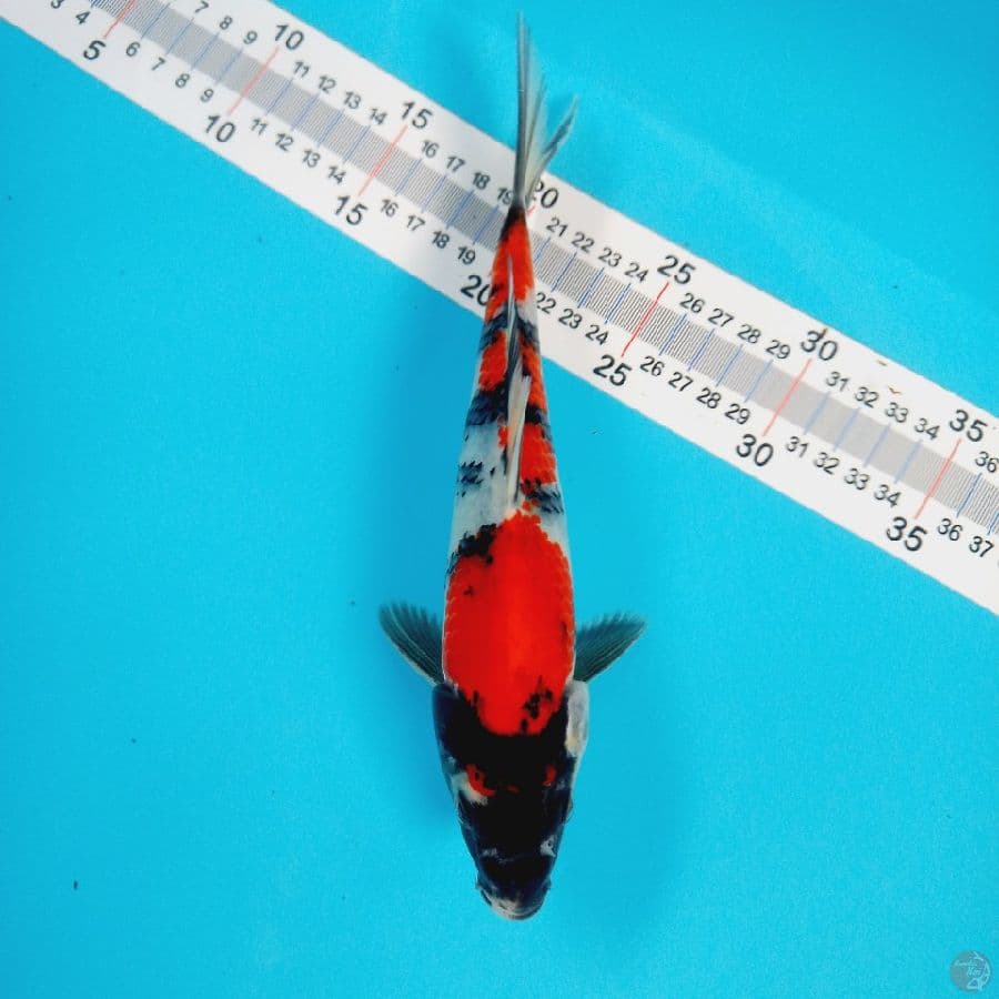 SHOWA//24 cm