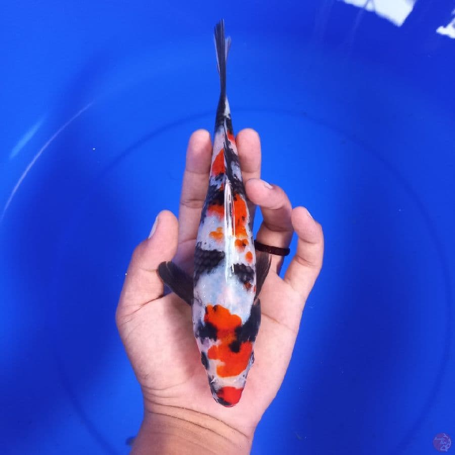 SHOWA//23 CM