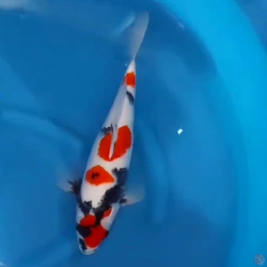 KINDAI SHOWA HQ 40 CM