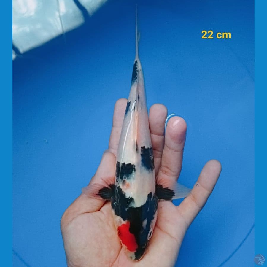 Tancho showa 22 cm