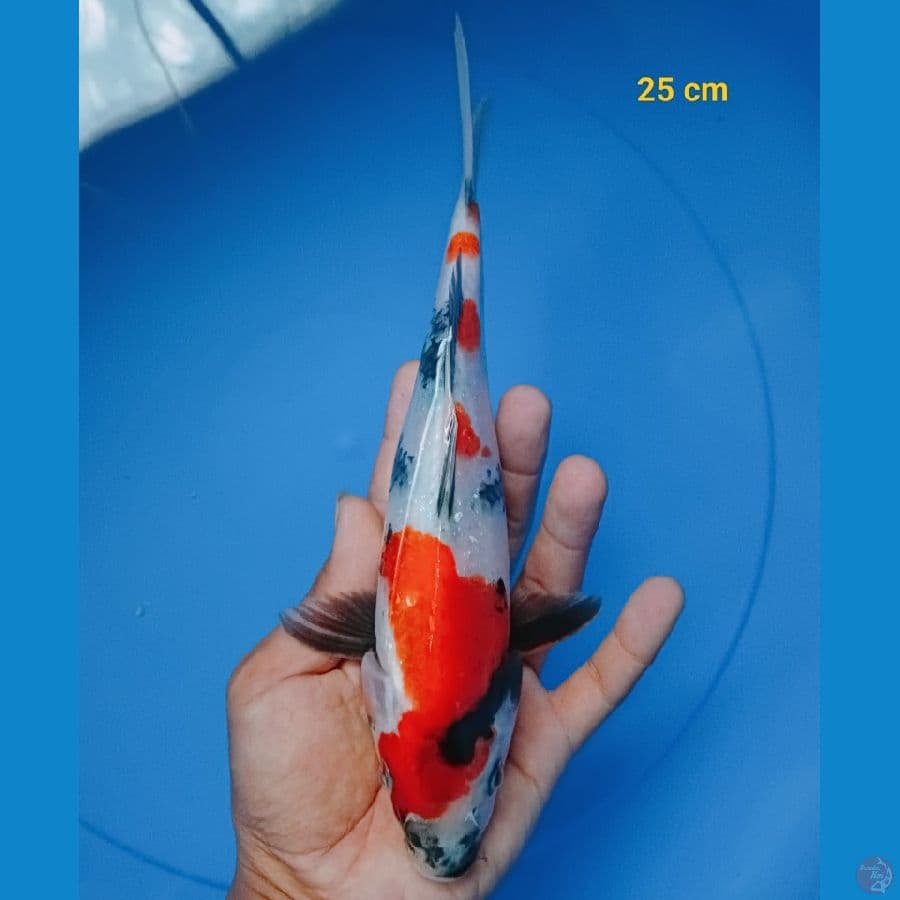 showa 25 cm