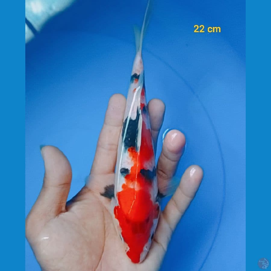 showa 22 cm