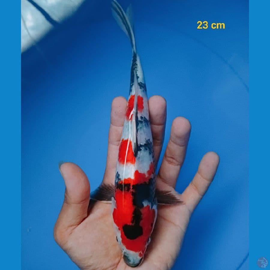 showa 23 cm