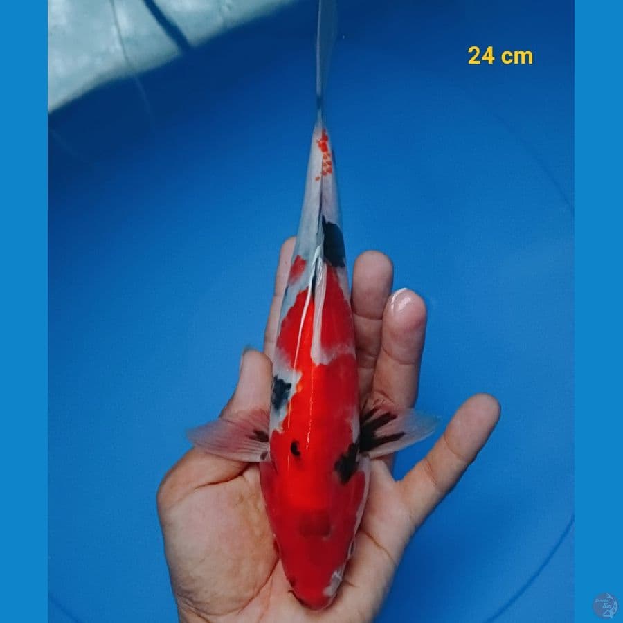 showa 24 cm