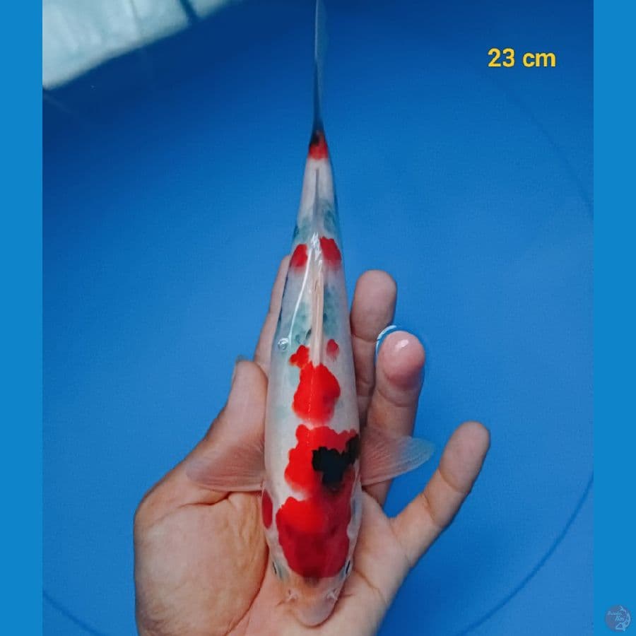 showa 23 cm