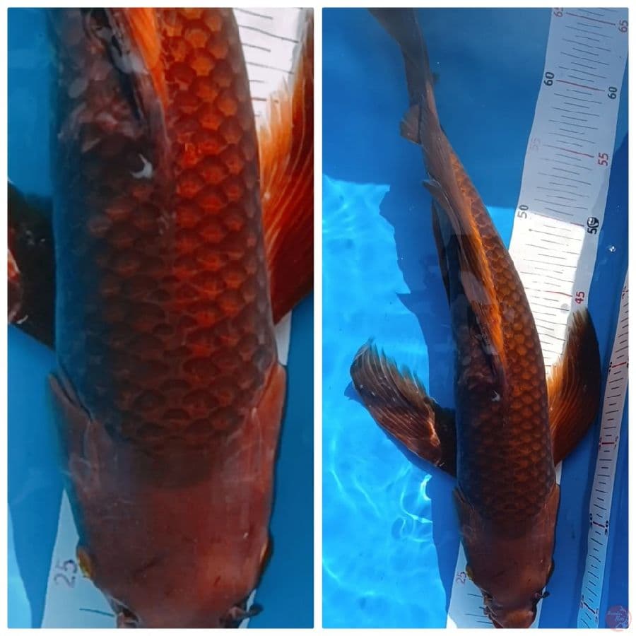SQ Kumpay Tembaga male 45 cm