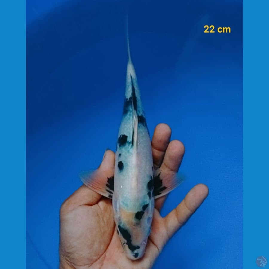 shiro 22 cm