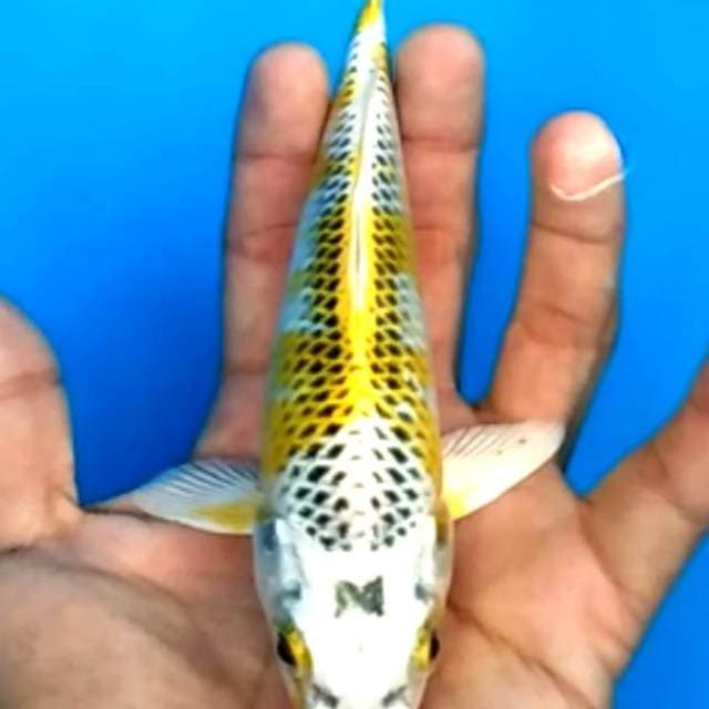 Kin kujaku 4 step 20cm