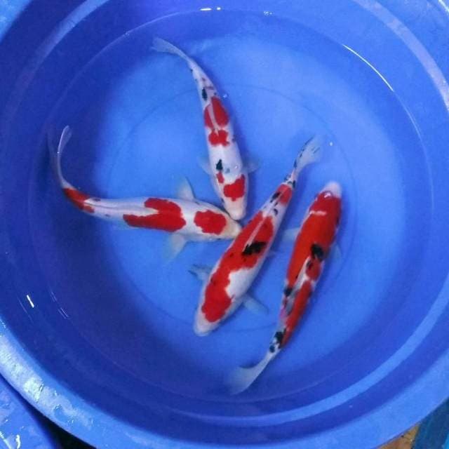 Supergrade kohaku sanke merah