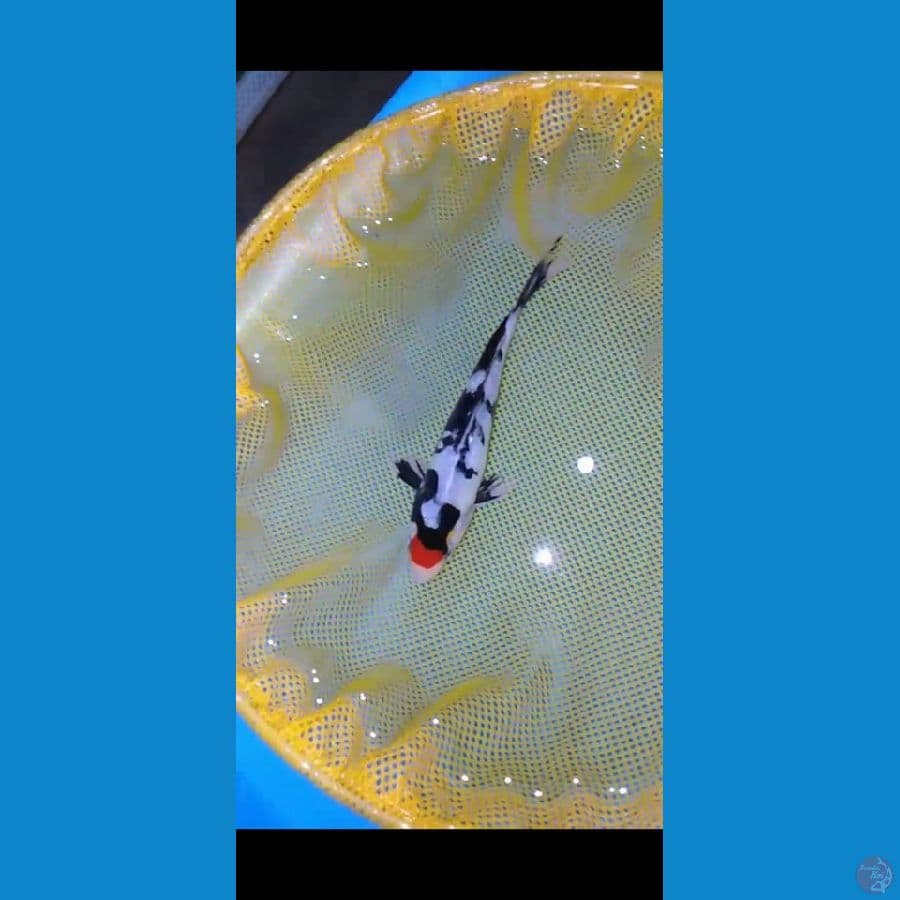 MKC KOI GRUB