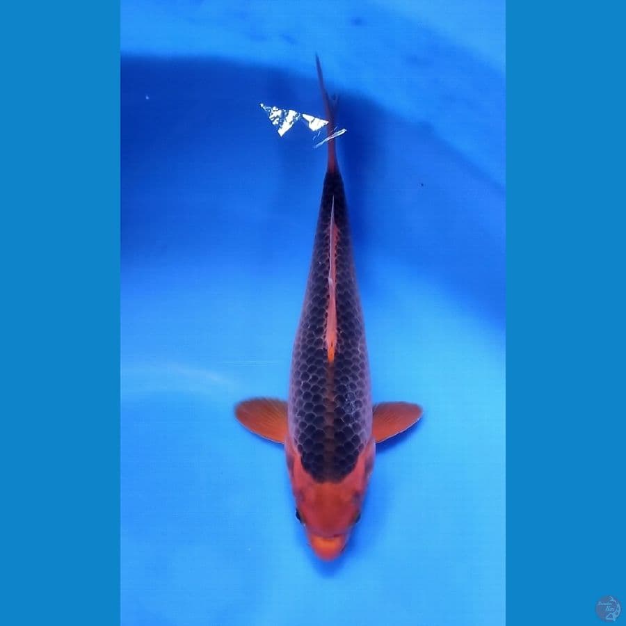 Akamatsuba Ring Rapi 30CM Male