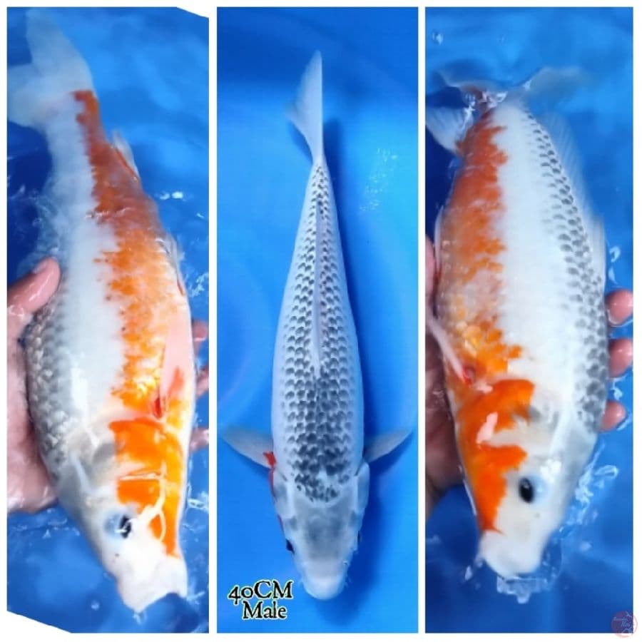 40CM Konjo Asagi Male
