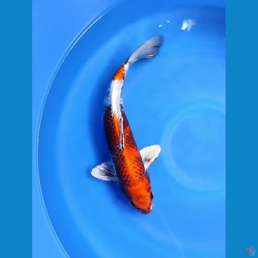 Kin Showa 40CM Male
