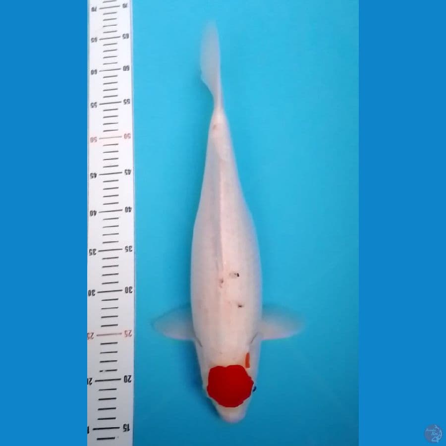 Tancho 43cm (F)