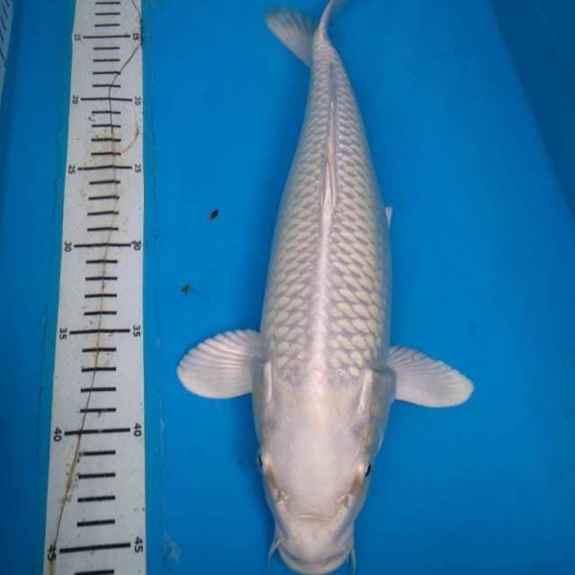 PLATINUM bakat JUMBO 35 cm