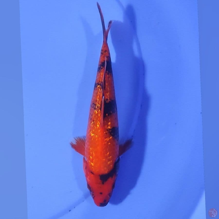 UTSURI M25