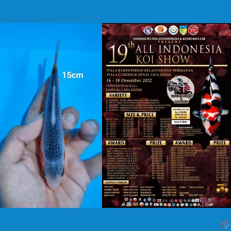 Asagi SQ 15cm, Ready Show Kediri