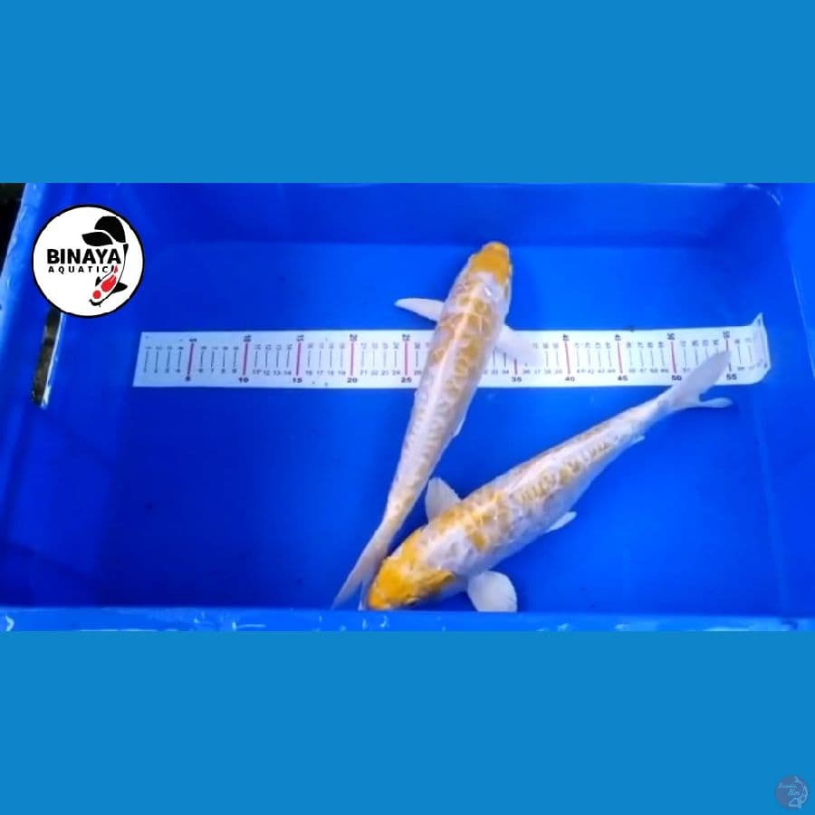 Hariwake Aragoke ~ 40 cm