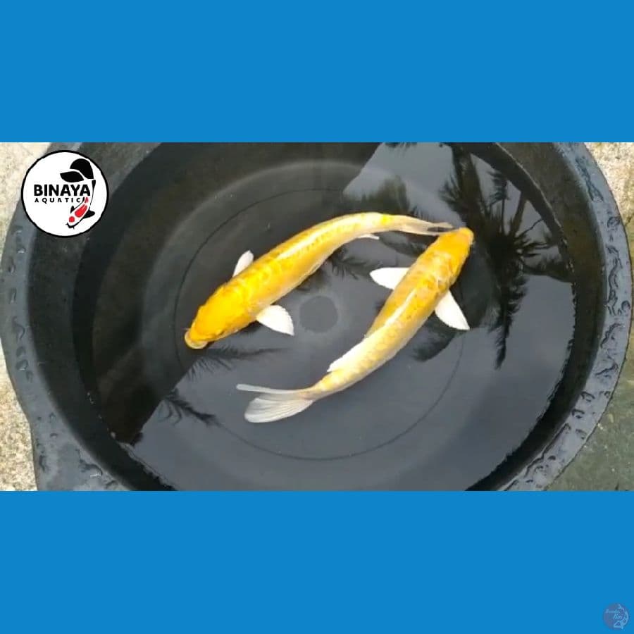 Yamabuki Doitsu (Aragoke) ~ 40cm