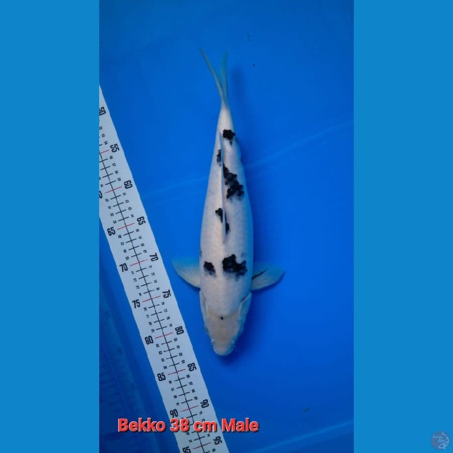Bekko 38 cm Male, body joss putih