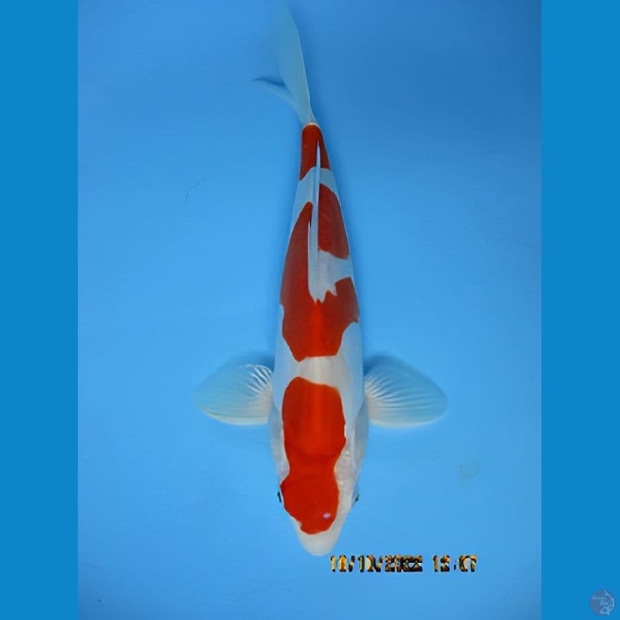 MKC KOI GRUB