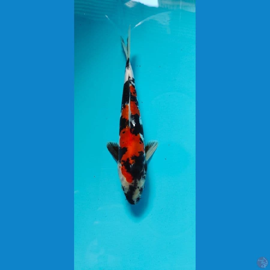 showa 26cm