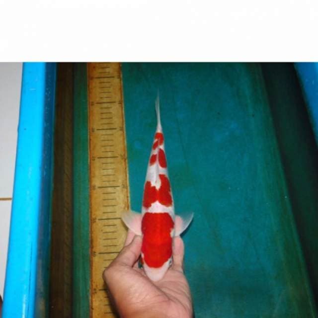 kohaku merah darah